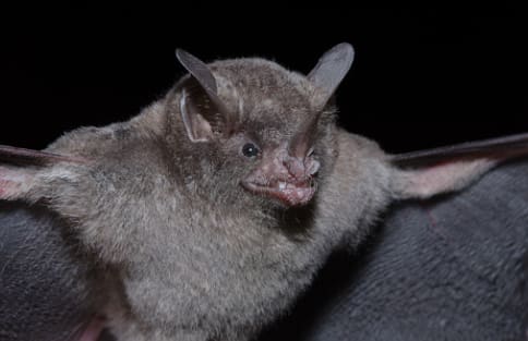 short-tailed bat